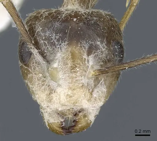 Camponotus asli specimen