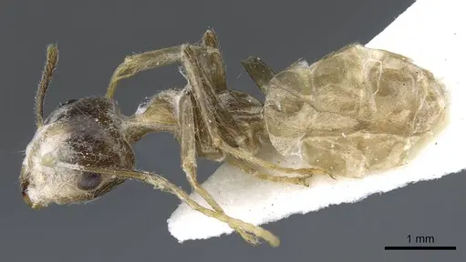 Camponotus asli specimen