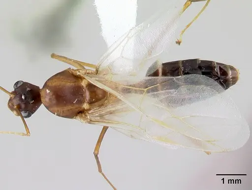 Camponotus atimo specimen