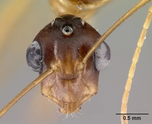 Camponotus atimo specimen