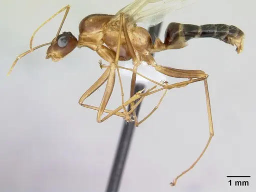 Camponotus atimo specimen