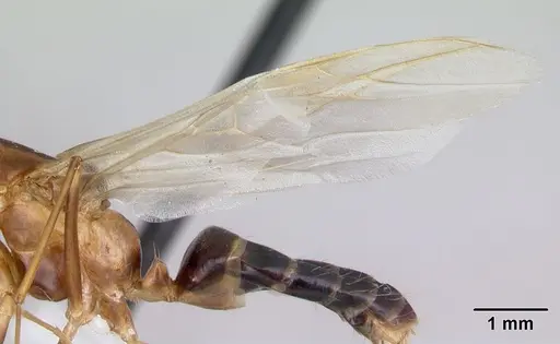 Camponotus atimo - CASENT0430443