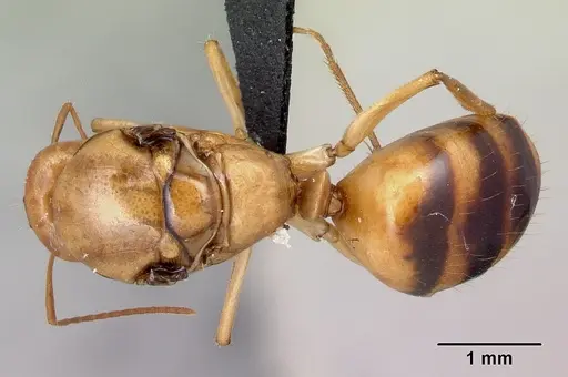 Camponotus atimo - CASENT0453120