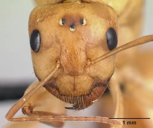 Camponotus atimo - CASENT0453120