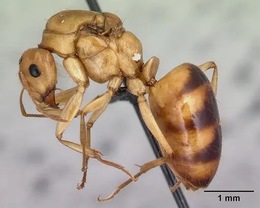 Camponotus atimo - CASENT0453120