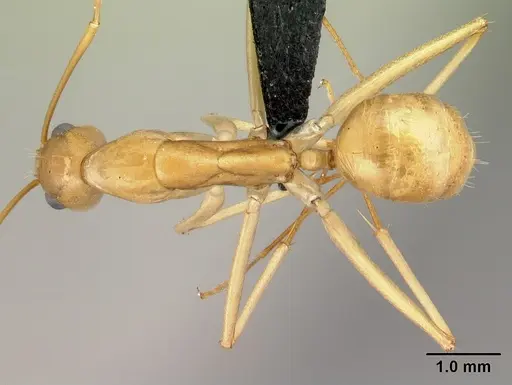 Camponotus atimo - CASENT0454042