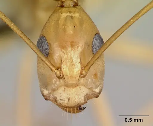 Camponotus atimo - CASENT0454042