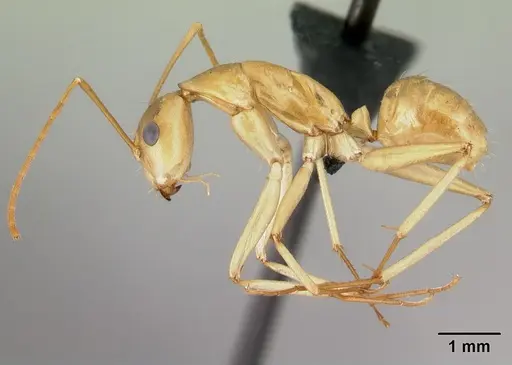 Camponotus atimo - CASENT0454042