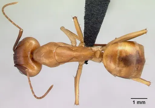 Camponotus atimo - CASENT0454043