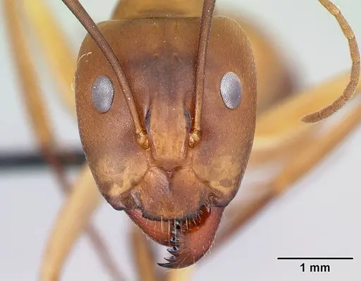 Camponotus atimo - CASENT0454043