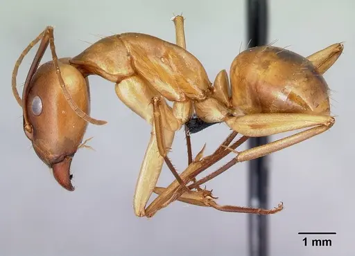 Camponotus atimo - CASENT0454043