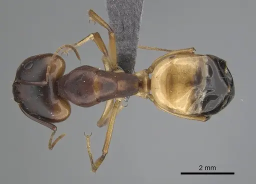 Camponotus atlantis specimen