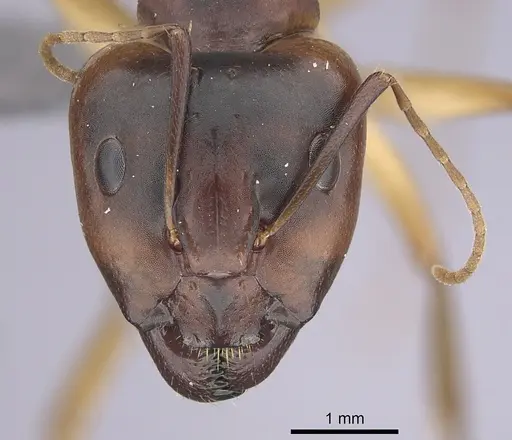 Camponotus atlantis specimen