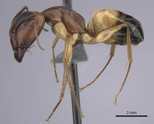 Camponotus atlantis specimen