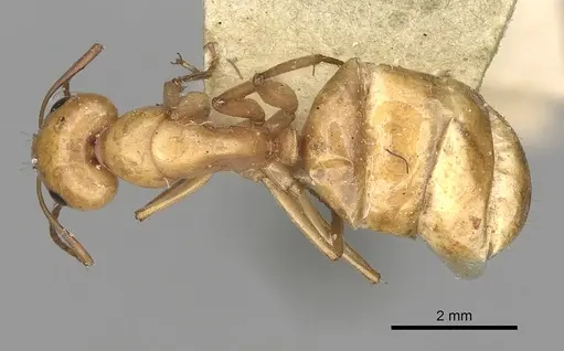 Camponotus atlantis - CASENT0249891