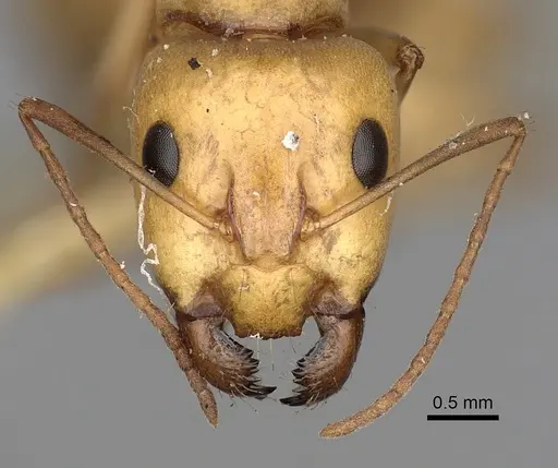 Camponotus atlantis - CASENT0249891