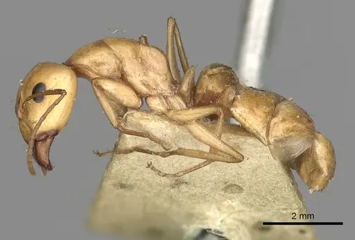 Camponotus atlantis - CASENT0249891