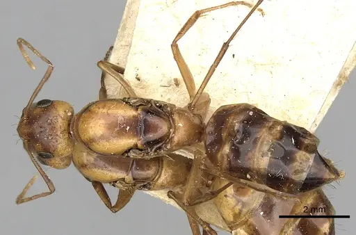 Camponotus atlantis - CASENT0249894