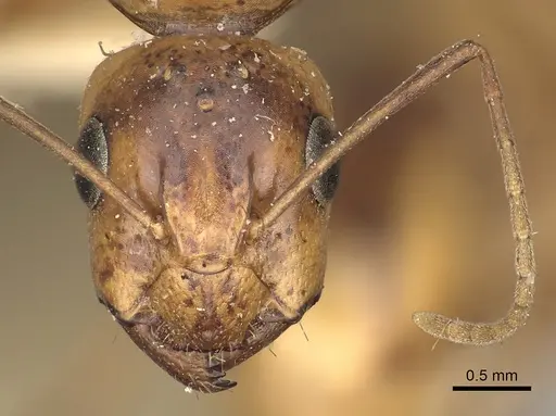 Camponotus atlantis - CASENT0249894