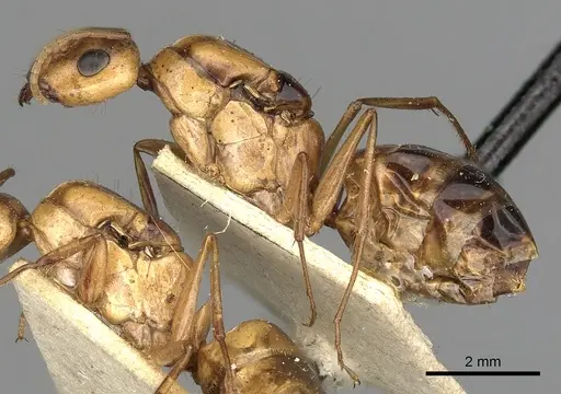 Camponotus atlantis - CASENT0249894