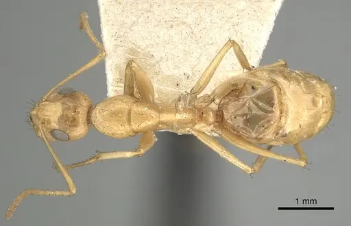 Camponotus atlantis - CASENT0249896