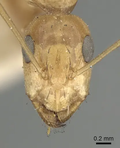 Camponotus atlantis - CASENT0249896