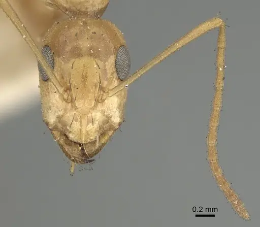 Camponotus atlantis - CASENT0249896