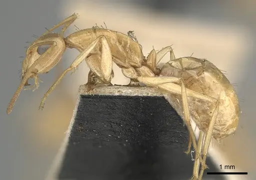 Camponotus atlantis - CASENT0249896