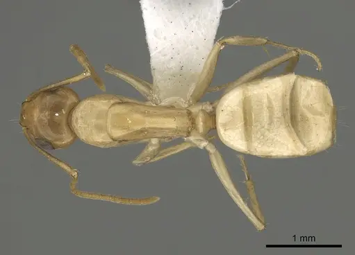 Camponotus atlantis - CASENT0249967