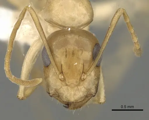 Camponotus atlantis - CASENT0249967