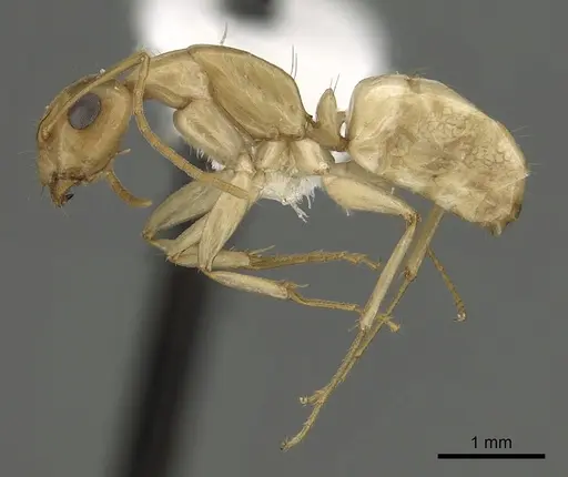 Camponotus atlantis - CASENT0249967