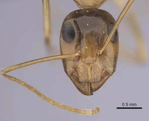 Camponotus atlantis - CASENT0264309