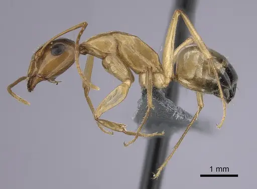 Camponotus atlantis - CASENT0264309