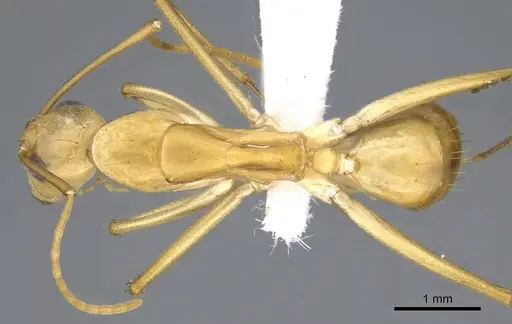 Camponotus atlantis - CASENT0746633