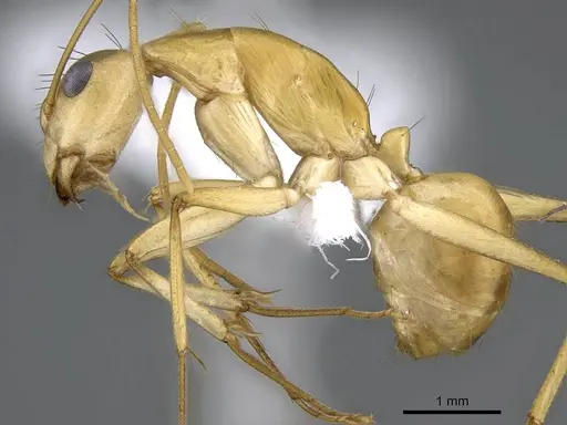 Camponotus atlantis - CASENT0746633