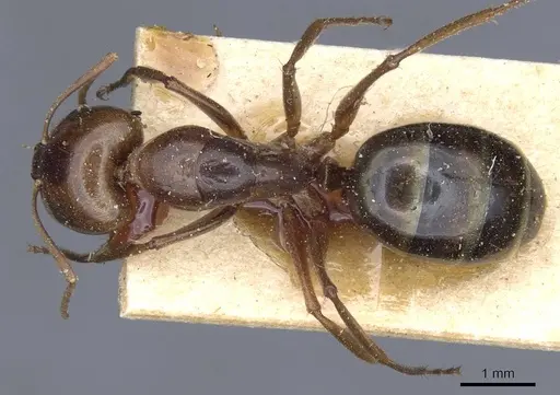 Camponotus atlantis - CASENT0905320