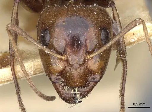 Camponotus atlantis - CASENT0905320