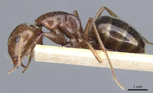 Camponotus atlantis - CASENT0905320