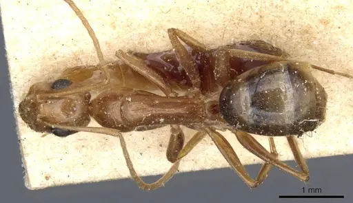 Camponotus atlantis - CASENT0905321