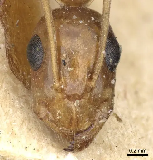 Camponotus atlantis - CASENT0905321