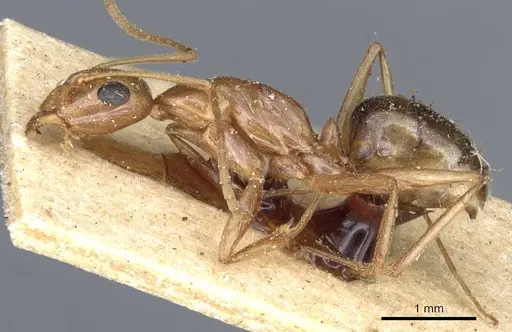 Camponotus atlantis - CASENT0905321
