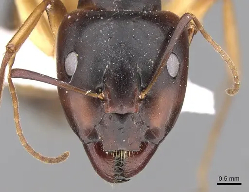 Camponotus atlantis - CASENT0906446