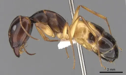 Camponotus atlantis - CASENT0906446