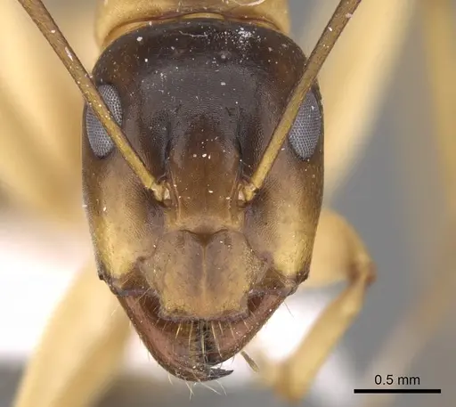 Camponotus atlantis - CASENT0906447