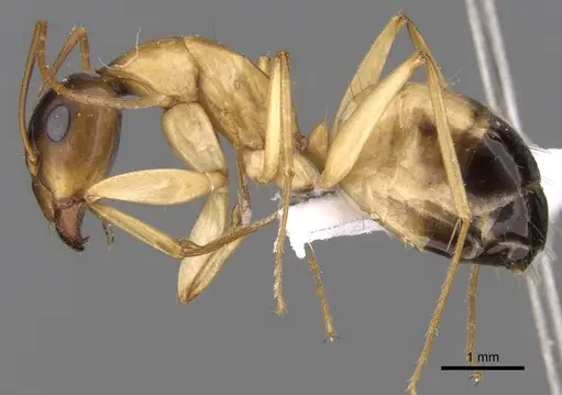 Camponotus atlantis - CASENT0906447