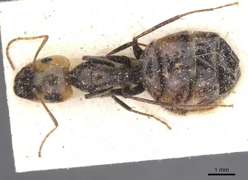 Camponotus atlantis - CASENT0911906