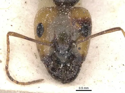 Camponotus atlantis - CASENT0911906