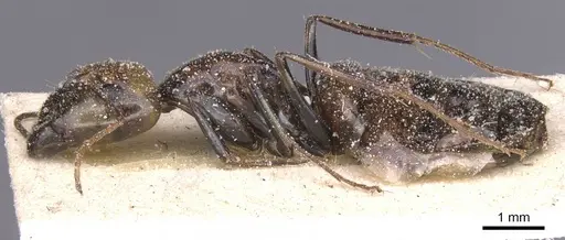 Camponotus atlantis - CASENT0911906