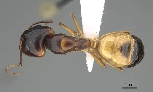 Camponotus atlantis - CASENT0919819