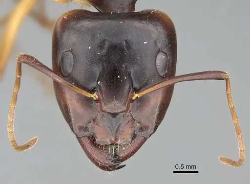 Camponotus atlantis - CASENT0919819